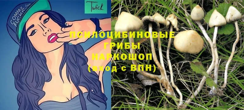 MEGA ONION  купить закладку  Пошехонье  Галлюциногенные грибы GOLDEN TEACHER 